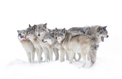 Timber wolves or grey wolves Canis lupus, isolated on white background, timber wolf pack standing in the falling snow in Canada