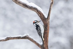 Hairy woodpecker male perched on a snow covered branch in winter in Ottawa, Canada