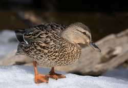 Female mallard duck walking on ice along the Ottawa river in Canada