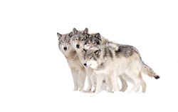 Four Timber wolves or grey wolves Canis lupus timber wolf pack isolated on white background standing in the falling snow in Canada