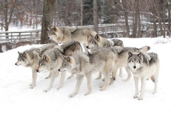Timber wolves or grey wolves Canis lupus timber wolf pack standing in the snow in Canada waiting to be fed in winter