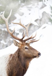 Bull Elk standing against a rocky snowy mountain in the winter snow in Canada