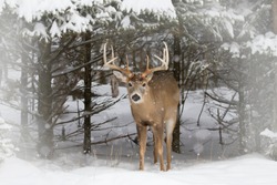 White-tailed deer buck coming out of the forest in the winter snow in Canada