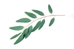 Eucalyptus leaves isolated on white background.
