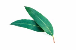 Eucalyptus green leaves isolated on white background. top view
