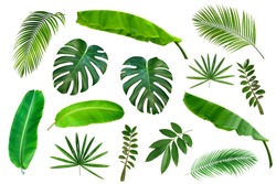 Set of Tropical leaves isolated on white background. Tropical exotic foliage for advertising design.
