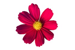 Red cosmos flower isolated on white background.