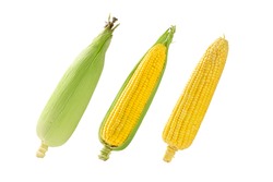Set of Sweet corn isolated on white background.