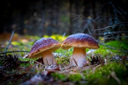 Two edible cep mushrooms grow in moss. Royal cep mushrooms food. Boletus growing in wild nature