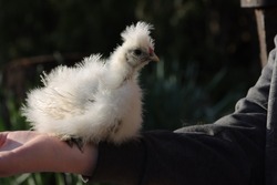 Cute and fluffy silky fowl chick.
