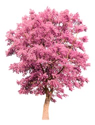 isolated tree with pink leaves on white background
