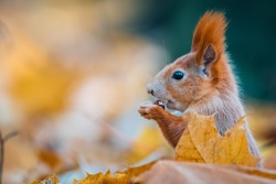 Portrait of a cute red squirrel (Sciurus vulgaris) in the autumn forest. Warm autumn colors.
