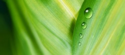 Nature zoomed in. Leaf and water drops. 