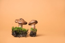 beautiful forest mushrooms on a yellow background and space for text. modern still life