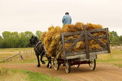 An unknown man on a wagon of hay being pulled by a horse