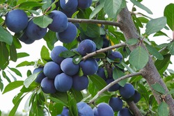 Branches on a italian plum tree heavy with ripe fruit