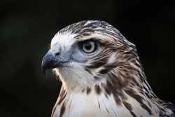 Macro view of a adult Red Tail Hawk head