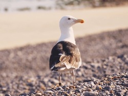 Innocent Bird Seagull near Sea Water