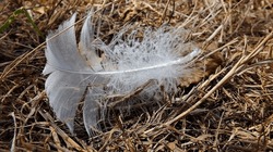 A Feather of White Bird Swan