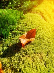 Yellow leaf on green moss in autumn forest. Mystical light in forest, green moss close-up, sun in the frame