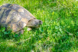 Turtle head close up with open mouth on green grass background. The turtle eats grass in garden.