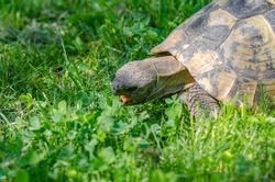 Turtle head close up with open mouth on green grass background. The turtle eats grass in garden.