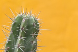Cactus with sharp thorns,copy space.