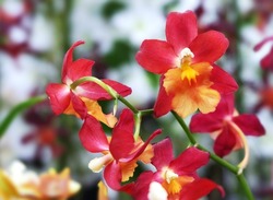 Red-yellow Cumbria orchid flowers, macro photography, selective focus, horizontal orientation