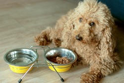 An apricot poodle looks into the frame. There are bowls of water and dog food nearby.