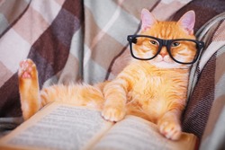 Cute red cat in glasses lying on sofa with book
