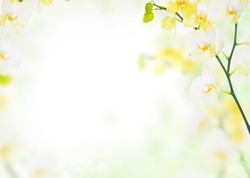 Delicate flower floral background of yellow orchids