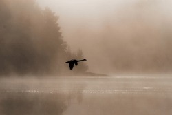 
Flying whooper swan. A whooper swan flies over a misty lake. The spread wings of a white bird. Finland's national bird. Swan is known around the world for its beauty, elegance, and grace.