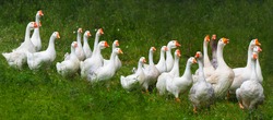 Flock of domestic geese on a green meadow. Summer green rural farm landscape. Geese in the grass, domestic bird, flock of geese, panoramic view