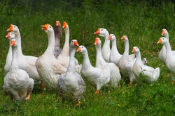 Geese in the grass, domestic bird, flock of geese. Flock of domestic geese. Summer green rural farm landscape