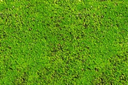 Green moss background, Barbula or Millimeter moss. Beautiful bright green moss and lichen covered stone, background textured in nature
