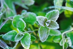 Frozen green mint plant, peppermint growing in garden, hoarfrost. Autumn frosts background, soft focus