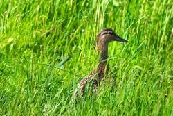 Portrait of a female of mallard duck or Anas platyrhynchos on a green meadow. Duck hiding in tall grass