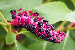 Unusual beautiful poisonous plant American lakonos in garden. Phytolacca Americana or American Pokeweed with black berries
