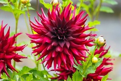 Maroon flower of a dahlia nuit d'ete in garden