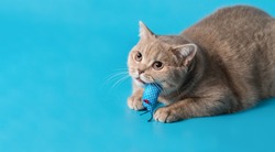 a peach-colored british shorthair cat plays with a blue rag mouse toy on a blue background. Look up. copy space. Banner