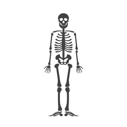 Skeleton human anatomy. Vector halloween black skeleton isolated on white.