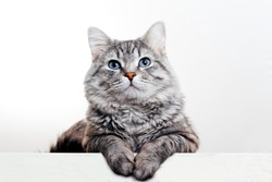 Gray tabby cute kitten with blue eyes. Pets and lifestyle concept. Lovely fluffy cat on grey background.