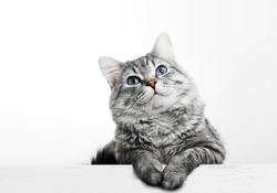 Close up view of Gray tabby cute kitten with blue eyes. Pets and lifestyle concept. Lovely fluffy cat on grey background.