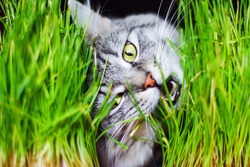 Gray tabby lovely fluffy cat eating fresh green grass with funny emotions, showing teeth and big whiskers looking at camera. Pet care, Natural food and vitamins for pets concept. Hairball treatment.