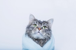 Funny smiling wet gray tabby cute kitten after bath wrapped in blue towel with big eyes. Just washed lovely fluffy cat on gray background.
