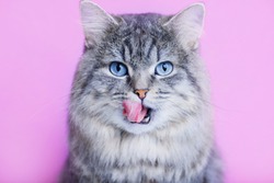 Close up view of funny smiling gray tabby cute kitten with blue eyes licking lips. Pets and lifestyle concept. Portrait of lovely fluffy cat.