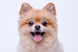 Portraite of cute fluffy puppy of pomeranian spitz. Little smiling dog on white background. Free space for text.