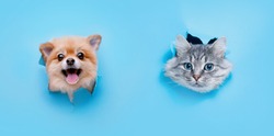 Funny gray kitten and smiling dog with beautiful big eyes on trendy blue background. Lovely fluffy cat and puppy of pomeranian spitz climbs out of hole in colored background. Free space for text.