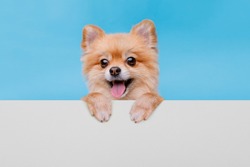 Portraite of cute fluffy puppy. Top of head of pomeranian spitz with paws up peeking over blank banner. Little smiling dog showing placard with space for text on blue, white background.