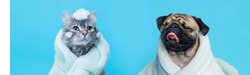 Funny wet puppy of the pug breed and fluffy cat after bath wrapped in towel. Just washed cute dog and gray tabby kitten in bathrobe with soap foam on their heads on blue background.